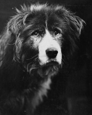 Frank Hurley - Owd Bob Sled