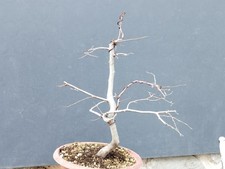 Bonsai carpino bianco 50x37cm - carpino,