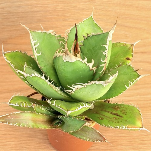 Agave titanota pot 6 - agave, cm