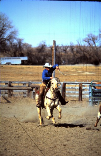 Roping cowboy chasing cow - chasing,