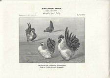 Stampa antica GALLI e GALLINE razza NAGASAKI 1910 Antique print