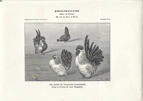 Stampa antica galli galline - stampa,