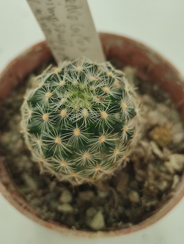 Pediocactus simpsoni minor - simpsoni, v.