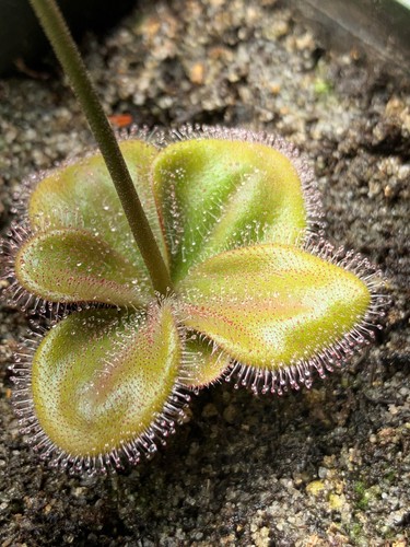 Drosera macrophylla pianta - drosera,