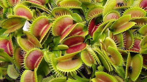 Semi dionaea muscipula - semi,