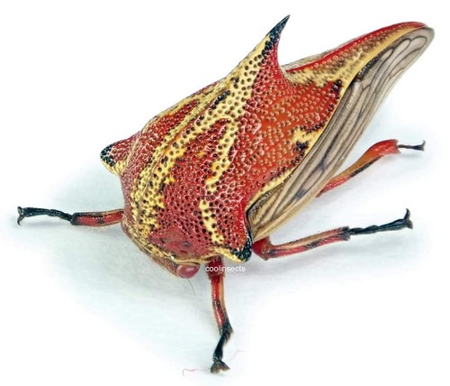 Insetto membracidae umbonia - membracidae,