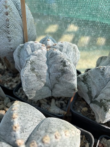 Astrophytum kikko onzuka - astrophytum,
