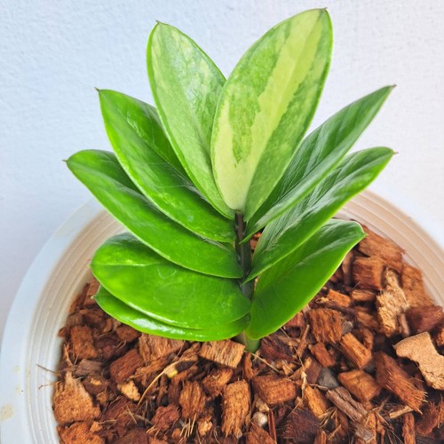 Zamioculcas zamiifolia - zamioculcas,