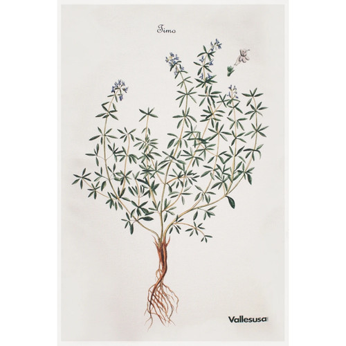 Canovaccio cucina vallesusa - canovaccio,