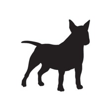 Miniature Bull Terrier Dog -