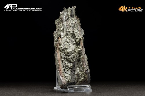 Legno fossile carbonizzato