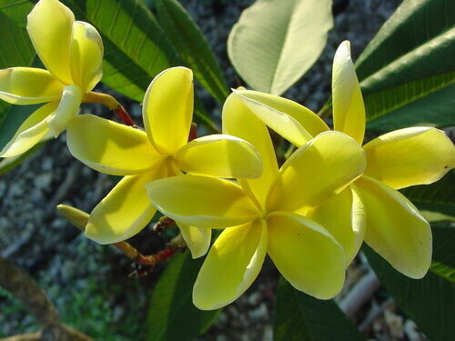 Semi plumeria inca gold - plumeria,