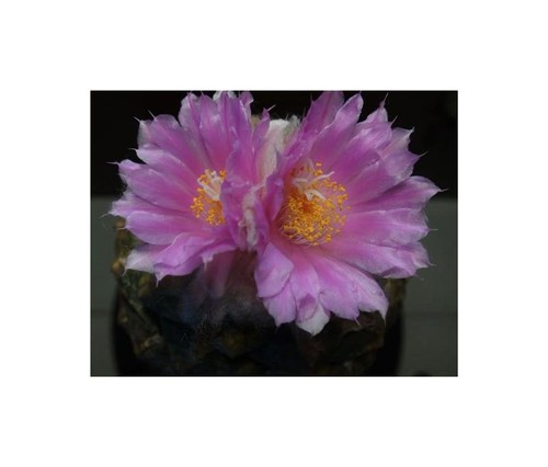 Ariocarpus lloydii fiori - 5x,