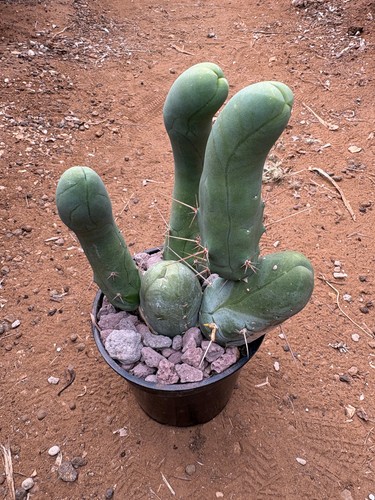 Cereus bridgesii pianta da - t.cereus,
