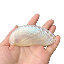 1PC Naturale Abalone Shell