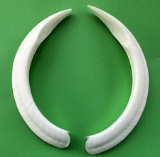 COPPIA DI ZANNE DI CINGHIALE