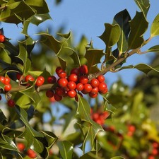 Agrifoglio "Ilex aquifolium"