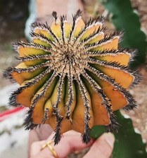 8 cm Uebelmannia pectinifera WYSIWYG giardino innestato variegato
