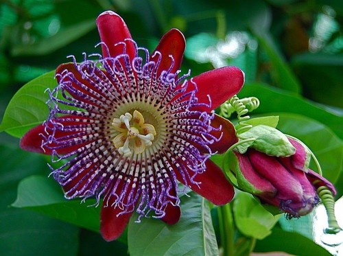 Passiflora quadrangularis - passiflora,