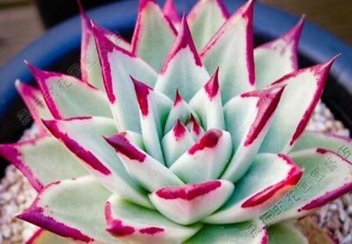 Semi di echeveria - di,