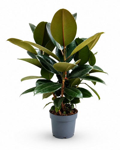 Ficus elastica robusta h70 - elastica,