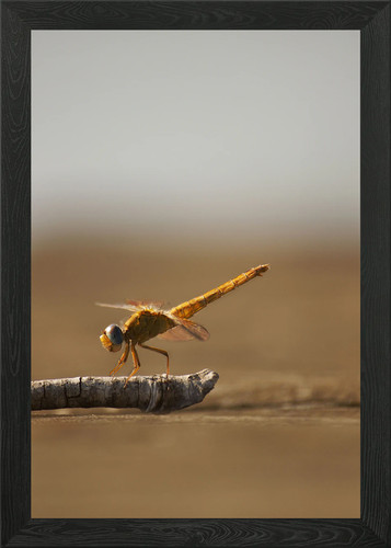 Libellula con cornice - con, poster