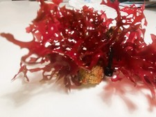 ALGA GRACILARIA  Rosso vivo CON ROCCIA 100ml refugium Reef Anti-nitrati