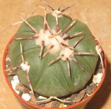 Echinocactus horizonthalonius