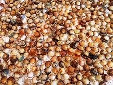 STOCK 3 KG CONCHIGLIE RIGATE