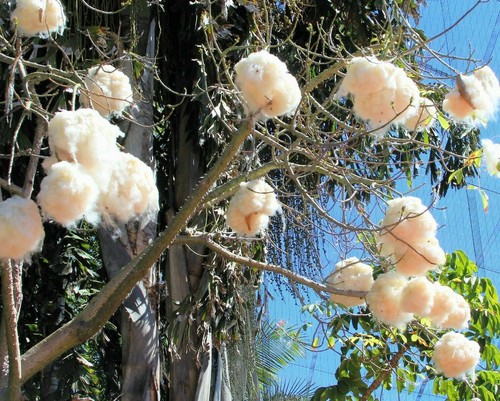 Ceiba pentandra kapok - pentandra,, tree