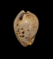Conchiglia shell cypraea mus - cypraea,