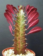 EUPHORBIA TRIGONA RED African