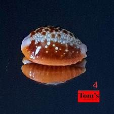 Cypraea helvola f. argella sumbaensis #4 18,8 mm BELLEZZA SQUISITA dall'Indonesia