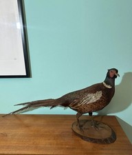 taxidermy tassidermie tassidermia fagiano imbalsamato trophy bird