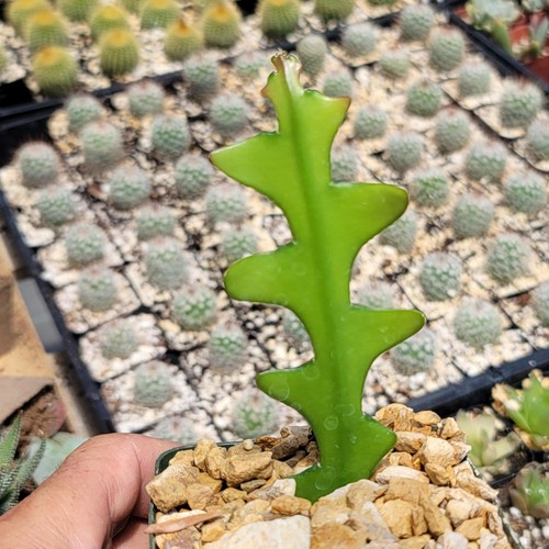 Fishbone cactus - fishbone,
