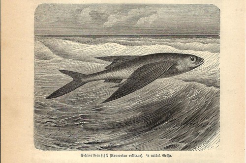 Stampa antica pesce volante - pesce,