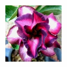 5 semi di Adenium obesum "Violet City" Rosa del deserto
