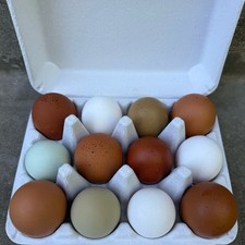 Uova da cova di pollo mix