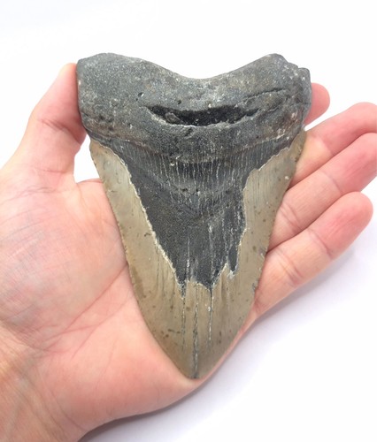 Dente squalo megalodonte - dente, di