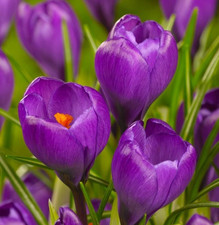OFFERTA!  20 BULBI CROCUS