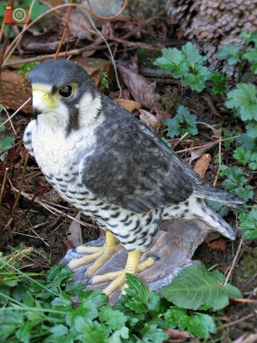 Peregrine falcon life size - peregrine, falcon,