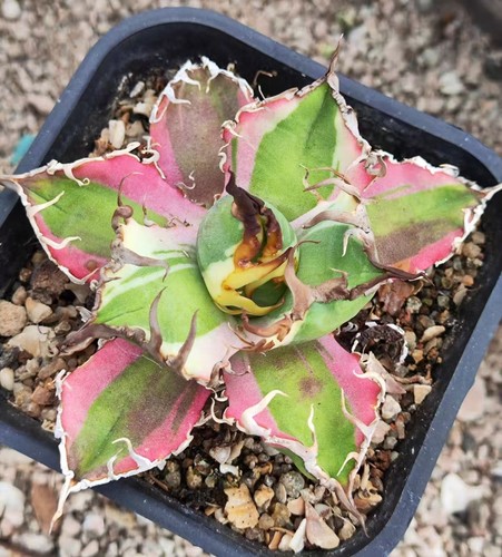 Agave titanota cesare wysiwyg - titanota,