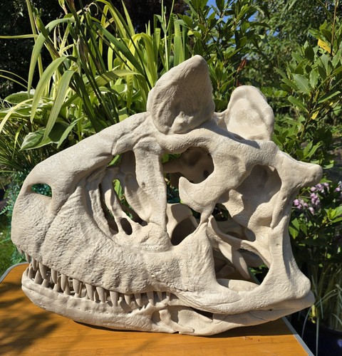 Life size carnotaurus - life-size, skull