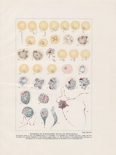 Malaria agenti plasmodium - agenti,