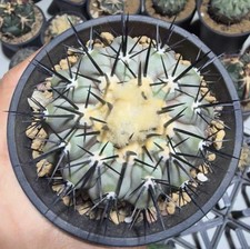 Rara boutique Copiapoa cinerea