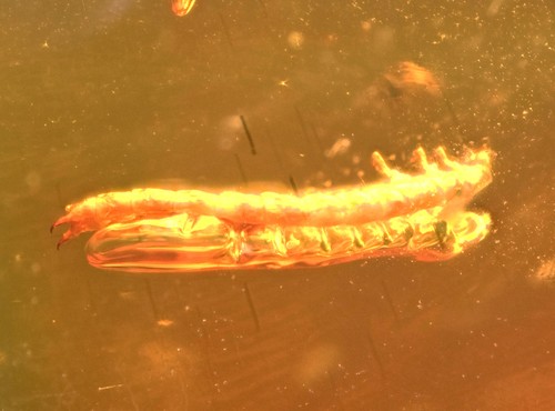 Larva coleottero con - larva, di