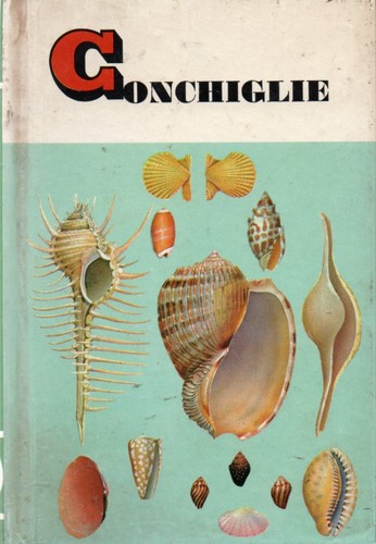 Conchiglie specie tuuto - conchiglie,
