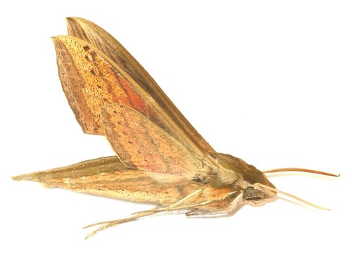 Lepidoptera sphingidae - lepidoptera,,