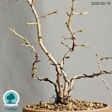 Larix Decidua Bonsai Outdoor 4