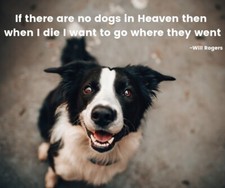 Border Collie  dog  Will